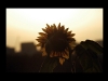 Sunflowerset