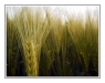 Wheat