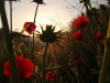 poppies